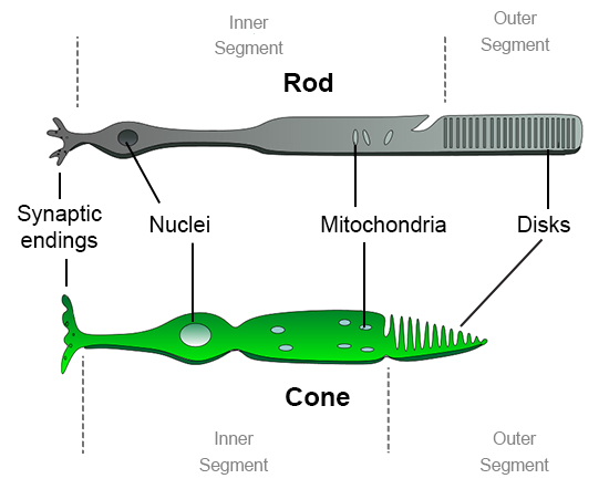 https://askabiologist.asu.edu/sites/default/files/resources/articles/seecolor/rods-cones-550.jpg